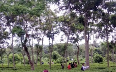 সাতছড়ি চা বাগানে পর্যটকদের ভিড়…