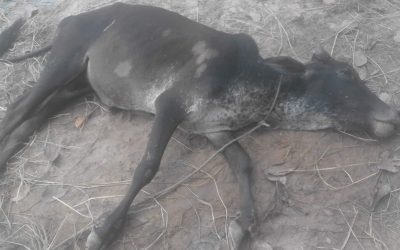 আখাউড়া উ:ইউনিয়নে বেওয়ারিশ কুকুরের কামড়ে অসংখ্য গরুর মৃত্যু।