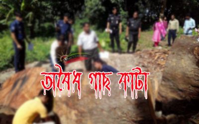 সরকারি গাছ কাটায় ইউপি সদস্যের কারাদণ্ড