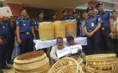 ধানের টুকরিতে গাজা পাচারের সময় নবীনগরে আটক ২…