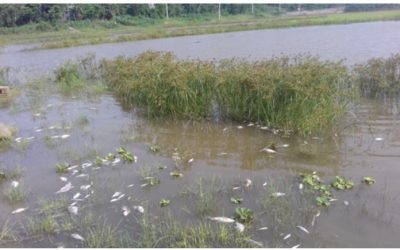 আখাউড়ায় পুকুরে বিষ দিয়ে মাছ নিধন।