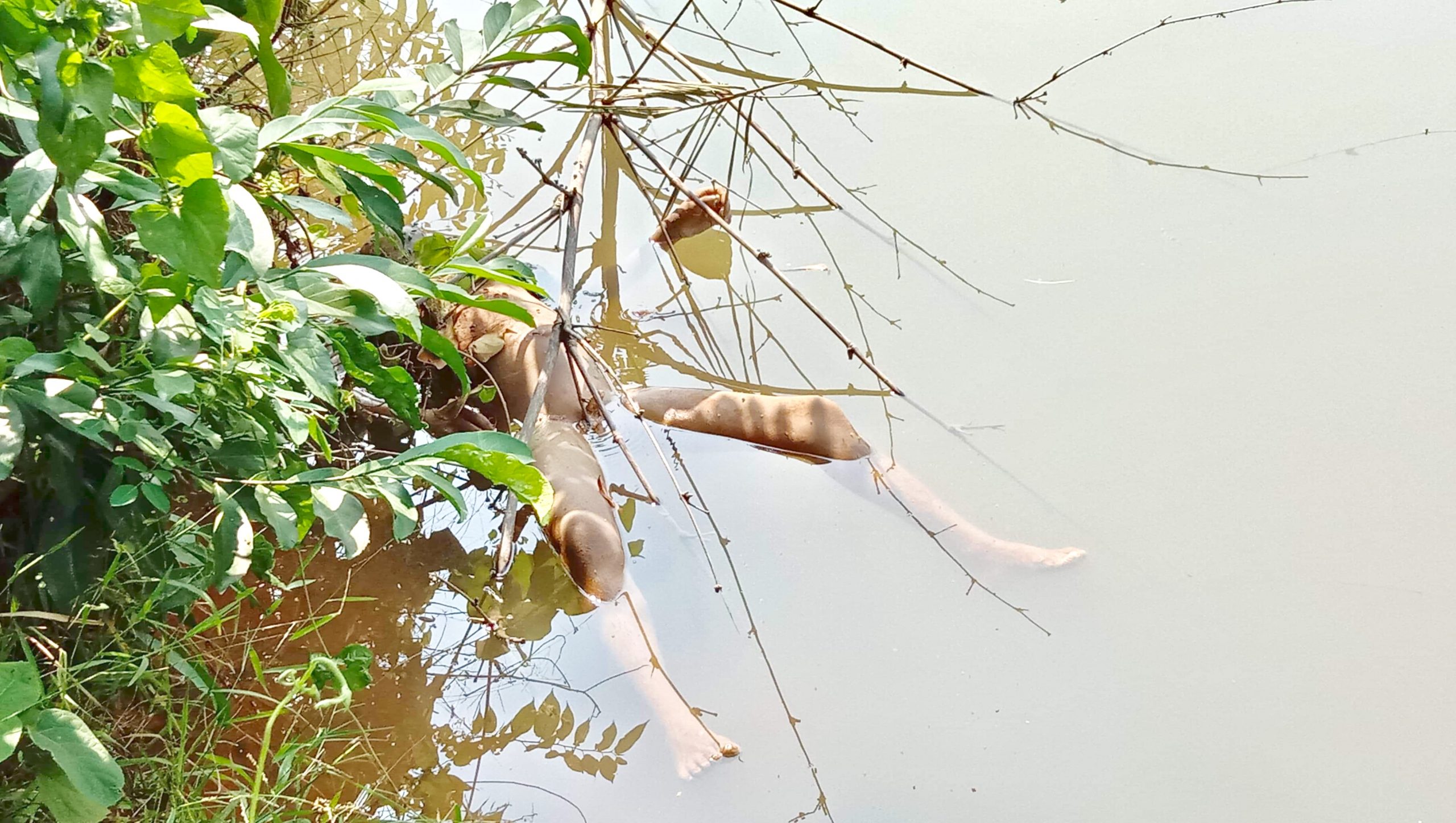 আখাউড়ায় পুকুর থেকে শিশুর ভাসমান লাশ উদ্ধার।