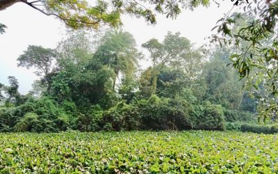 আখাউড়ায় স্বাধীনতার ৪৮ বছর পরও অরক্ষিত ২৫০ জন শহীদের গনকবর।