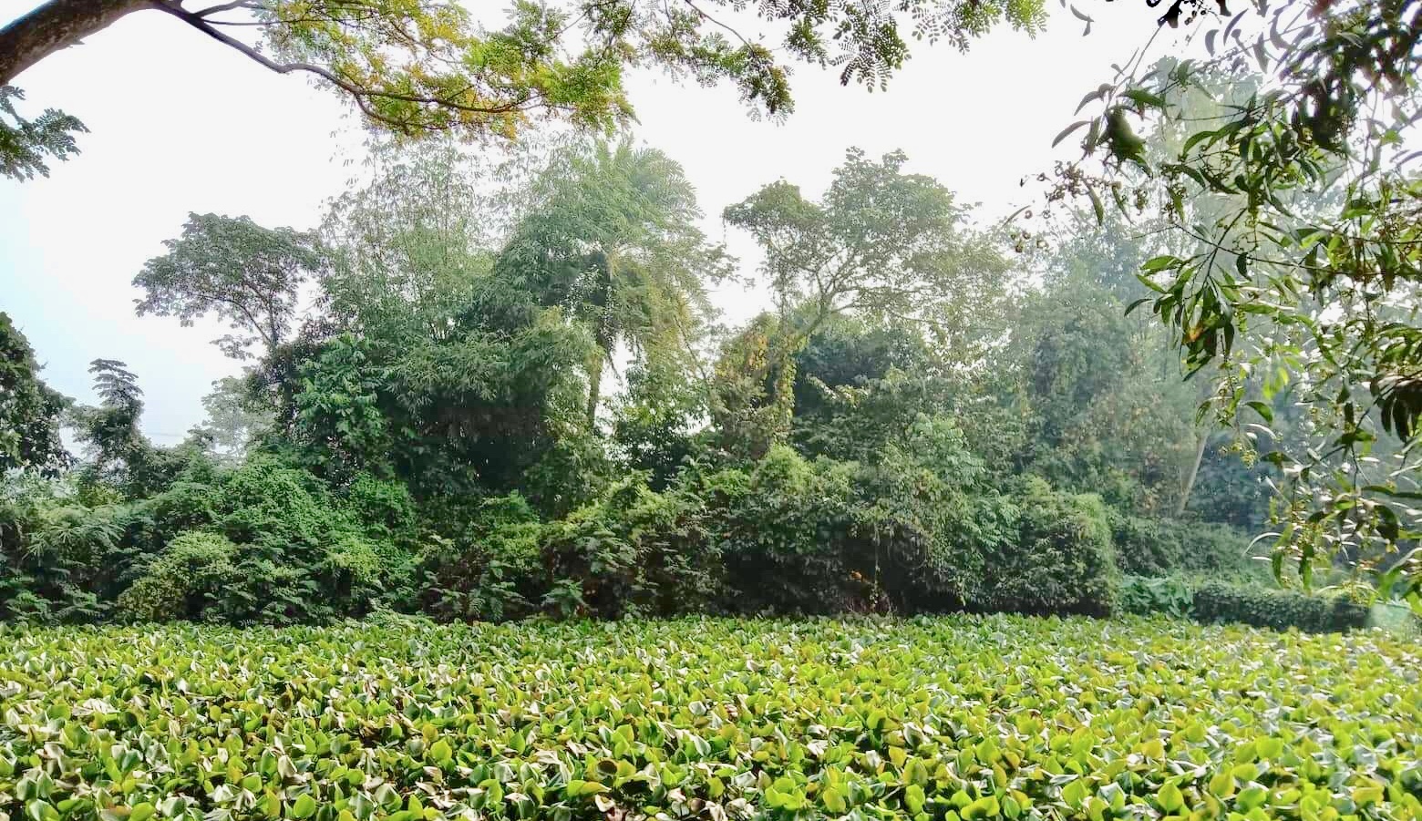 আখাউড়ায় স্বাধীনতার ৪৮ বছর পরও অরক্ষিত ২৫০ জন শহীদের গনকবর।