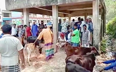 আখাউড়ায় করোনা আতঙ্কের মধ্যেই প্রশাসনের নাকের ডগায় গরু বাজার