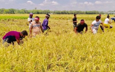আখাউড়ায় কৃষকের ধান কেটে দিল ছাত্রলীগ