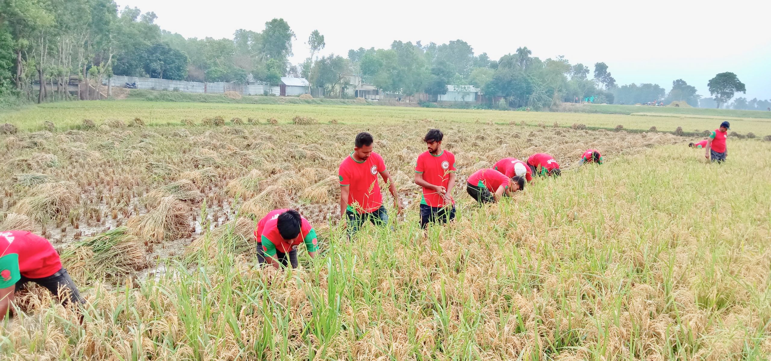 আখাউড়ায় কৃষকদের পাশে সামাজিক সংগঠন ‘স্বপ্নতরী’