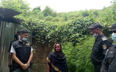 আশুগঞ্জে বাড়ির উঠানে গাঁজার বাগান, নারী মাদক ব্যবসায়ী আটক