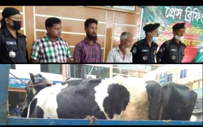র‍্যাবের অভিযানে আশুগঞ্জে ০২ টি গরু’সহ ৩ চোর গ্রেফতার