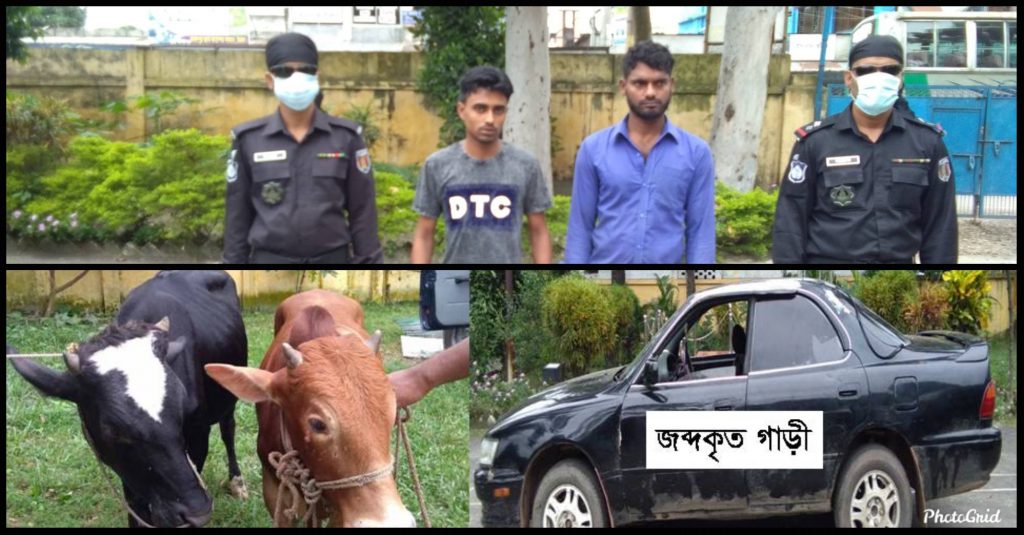 ব্রাহ্মণবাড়িয়ায় কালো প্রাইভেটকার দিয়ে গরু চুরির সময় র‍্যাবের হাতে আটক ২