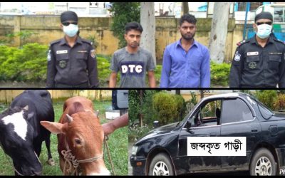 ব্রাহ্মণবাড়িয়ায় কালো প্রাইভেটকার দিয়ে গরু চুরির সময় র‍্যাবের হাতে আটক ২