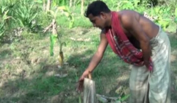 বিজয়নগরে এ কেমন নির্মমতা কলা গাছের সাথে শত্রুতা