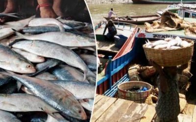 ২২ দিন নিষেধাজ্ঞা শেষে ইলিশ মাছ ধরা শুরু