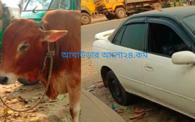 ব্রাহ্মণবাড়িয়ায় গরু চুরি করে পালানোর সময় জনতার হাতে ১ চোর আটক
