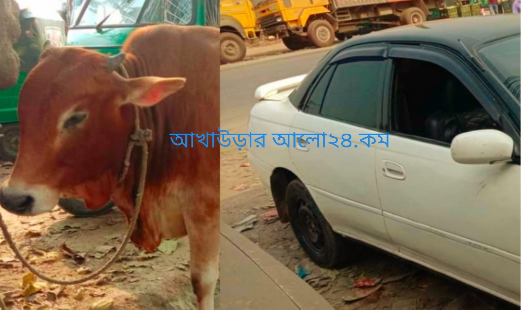 ব্রাহ্মণবাড়িয়ায় গরু চুরি করে পালানোর সময় জনতার হাতে ১ চোর আটক