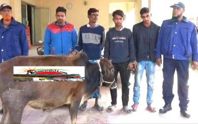 বিজয়নগরে গরু পিকআপ সহ ৪ চোর জনতার হাতে আটক 