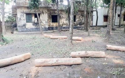 আখাউড়ায় অনুমোদন ছাড়া স্বাস্থ্য কমপ্লেক্সের গাছ কর্তন