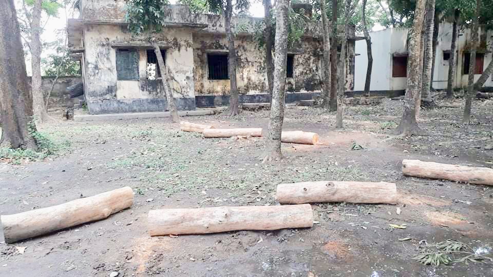 আখাউড়ায় অনুমোদন ছাড়া স্বাস্থ্য কমপ্লেক্সের গাছ কর্তন