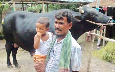 আখাউড়ায় ৩০ মণ ওজনের ‘কালা বাহাদুর দাম ১২ লাখ
