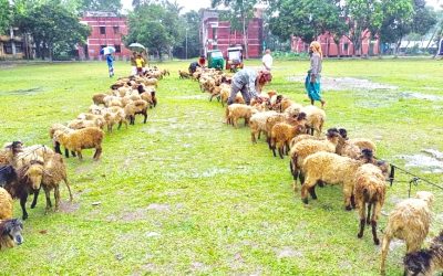 আখাউড়ায় নিবন্ধিত জেলেদের মাঝে  ভেড়া প্রদান