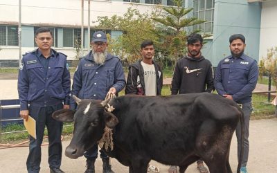 আখাউড়ায় চোরাইকৃত গরুসহ গ্রেফতার ২