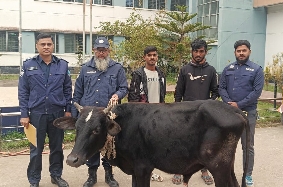 আখাউড়ায় চোরাইকৃত গরুসহ গ্রেফতার ২