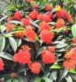 রঙ্গনে রঙ্গিন ইকবাল আহাম্মেদের উঠান