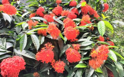 রঙ্গনে রঙ্গিন ইকবাল আহাম্মেদের উঠান