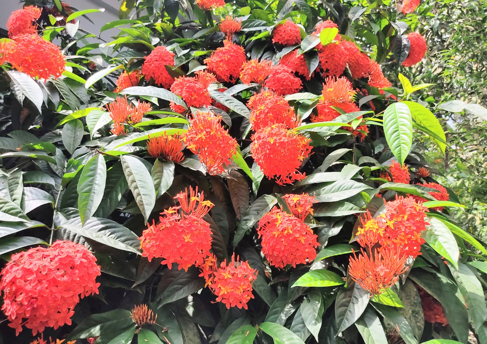রঙ্গনে রঙ্গিন ইকবাল আহাম্মেদের উঠান