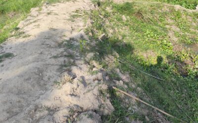 আখাউড়ায় প্রবাসীর জায়গায় গাছের চারা কেটে ফেলার অভিযোগ